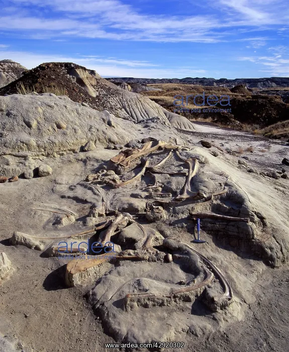  : dinosaur excavation - Hadrosaur bones in situ after