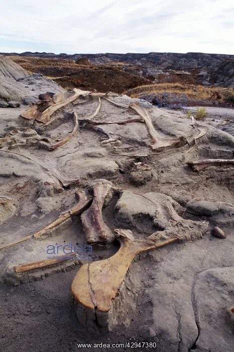 : Dinosaur excavation - Hadrosaurs bones in situ : Dinosaur excavation - Hadrosaurs bones in situ