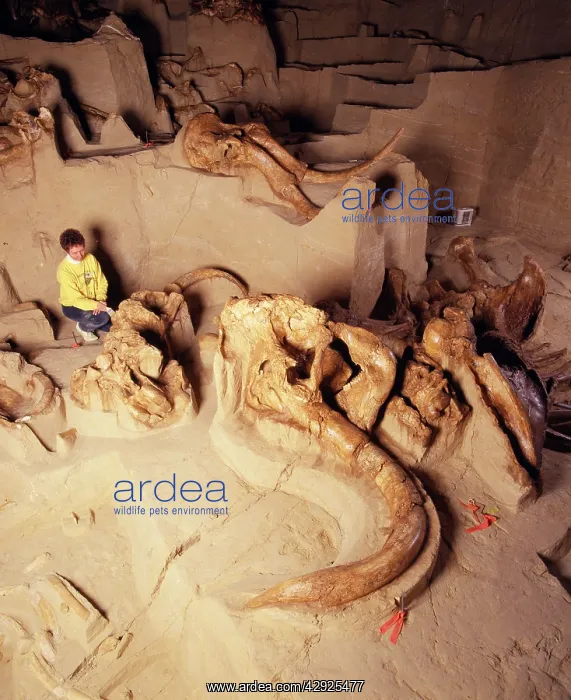 : Dinosaur Excavation - Mammoth died in sinkhole : Dinosaur Excavation - Mammoth died in sinkhole
