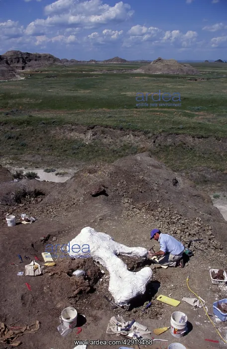 : Dinosaur excavation - Tyrannosaurus rex dig : Dinosaur excavation - Tyrannosaurus rex dig