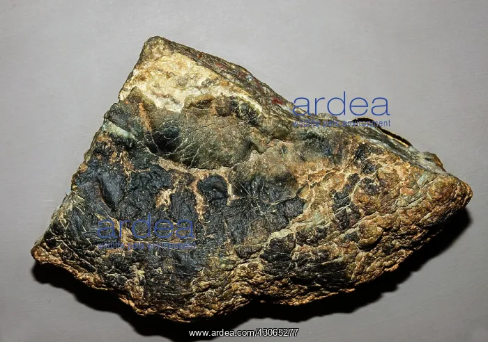 : Dinosaur Feces : Dinosaur Feces
