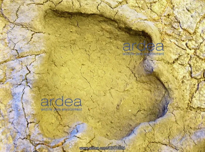  : Dinosaur Foot Print