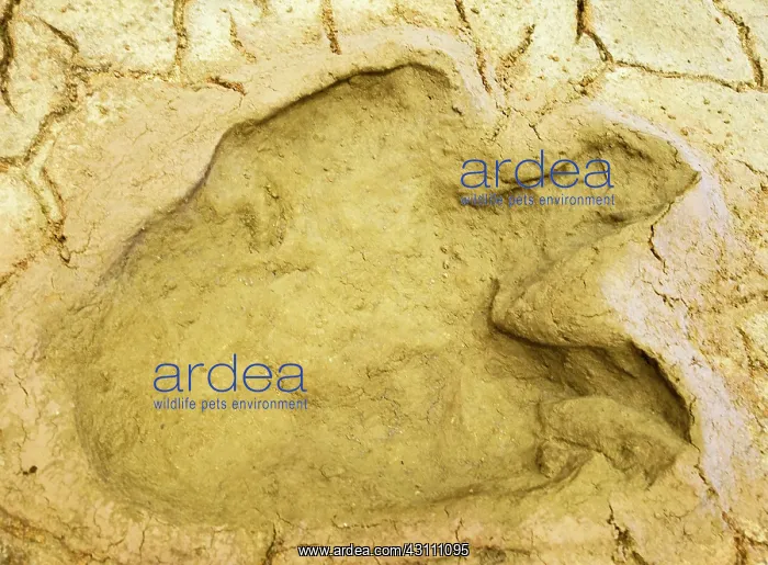 : Dinosaur Foot Print : Dinosaur Foot Print