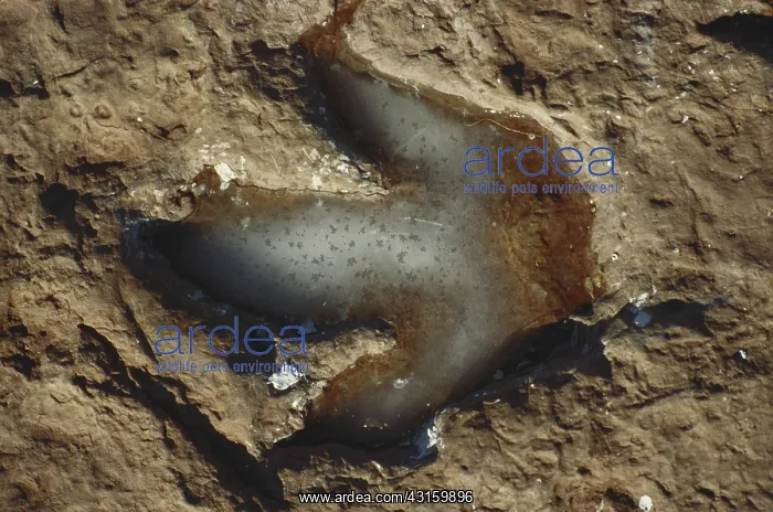: Dinosaur Footprint : Dinosaur Footprint