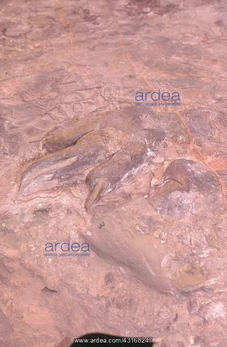 : Dinosaur Footprint : Dinosaur Footprint