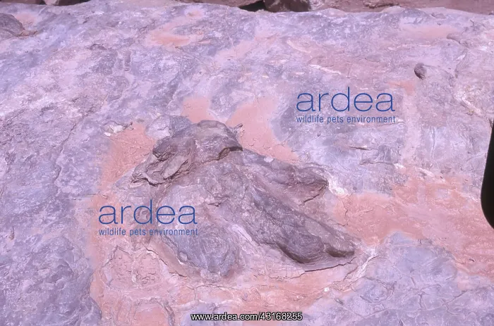 : Dinosaur Footprint : Dinosaur Footprint