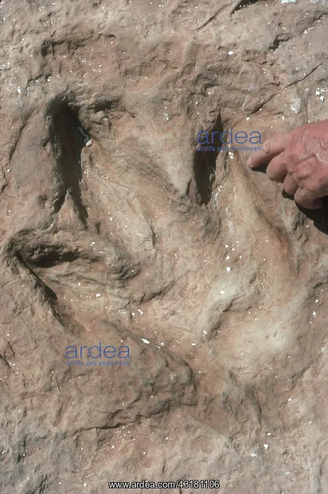 : Dinosaur Footprint : Dinosaur Footprint