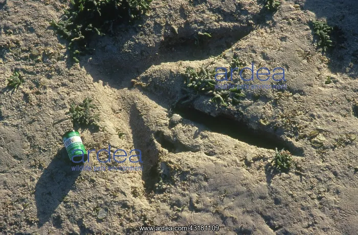 : Dinosaur Footprint : Dinosaur Footprint