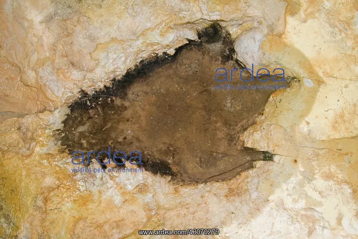 : Dinosaur footprint, New Mexico : Dinosaur footprint, New Mexico