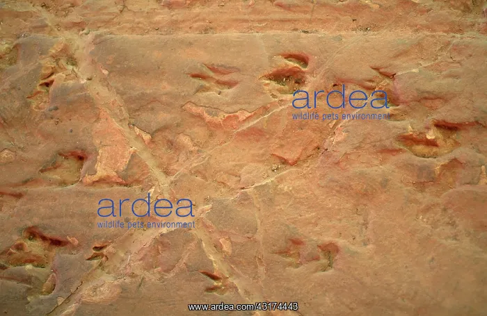 : Dinosaur Footprints : Dinosaur Footprints