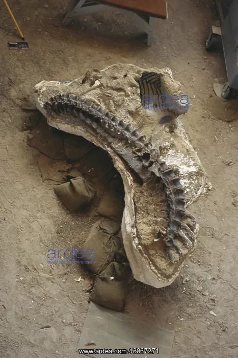 : Dinosaur Fossil : Dinosaur Fossil