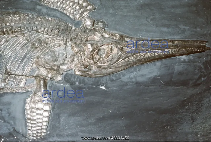 : Dinosaur FOSSIL - Ichthyosaurus quadriscissus, a : Dinosaur FOSSIL - Ichthyosaurus quadriscissus, a