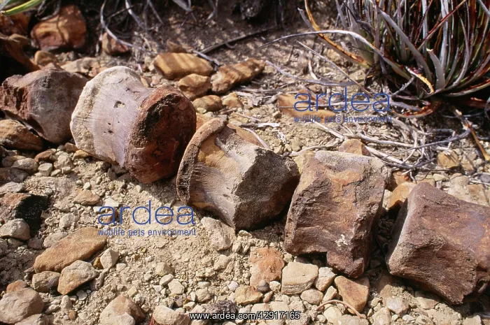 : Dinosaur Fossil - young vertebrae (possibly Ceratopsian) : Dinosaur Fossil - young vertebrae (possibly Ceratopsian)