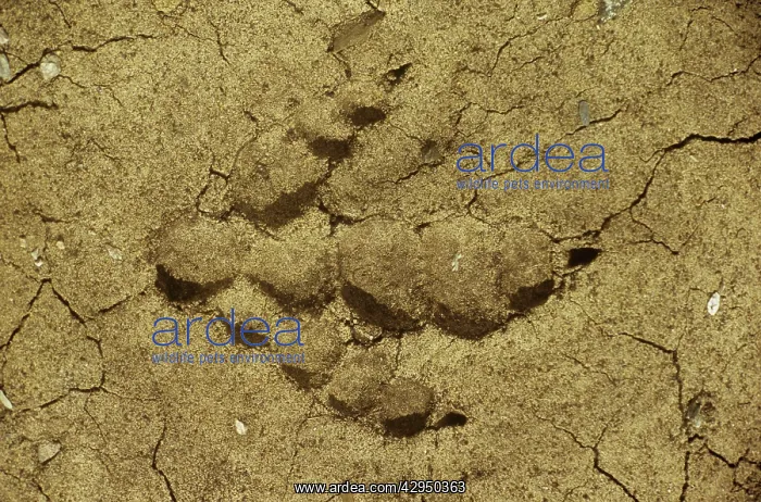 : Dinosaur - Hind footprint of Albertosaurus : Dinosaur - Hind footprint of Albertosaurus