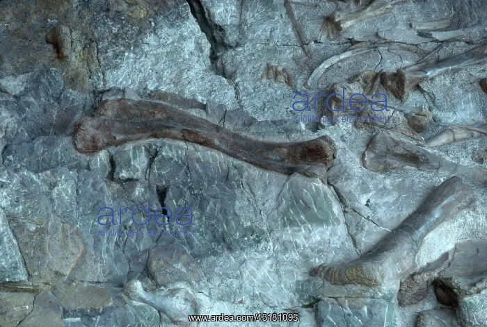 : Dinosaur National Monument : Dinosaur National Monument
