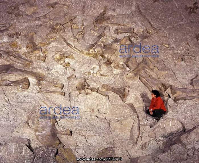 : Dinosaur National Monument, Utah, USA : Dinosaur National Monument, Utah, USA
