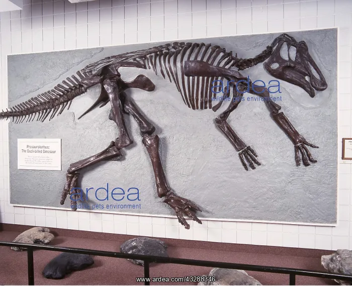 : DINOSAUR - Prosaurolophus, Duck-bill Dinosaur skeleton : DINOSAUR - Prosaurolophus, Duck-bill Dinosaur skeleton
