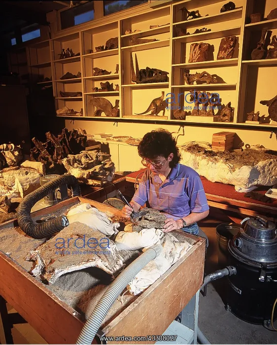 : DINOSAUR - researcher / scientist preparing bones : DINOSAUR - researcher / scientist preparing bones