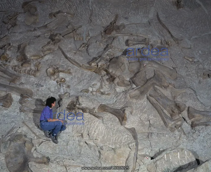 : Dinosaur - Sauropod bones in Jurassic sediments : Dinosaur - Sauropod bones in Jurassic sediments