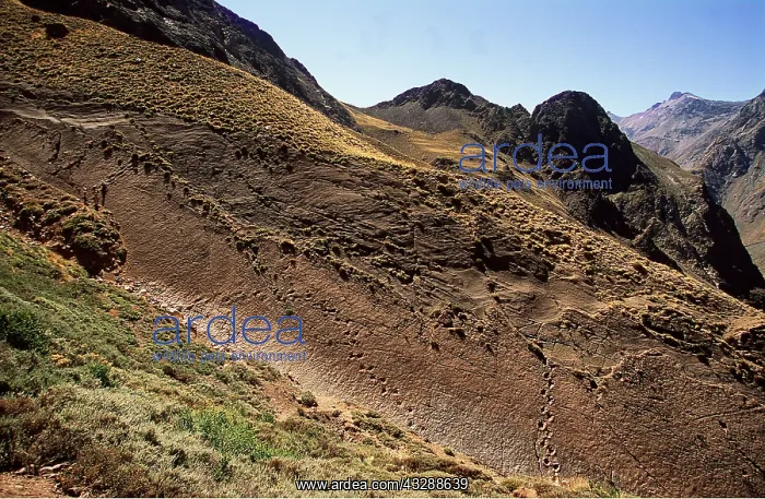 : DINOSAUR - Sauropod Tracks : DINOSAUR - Sauropod Tracks