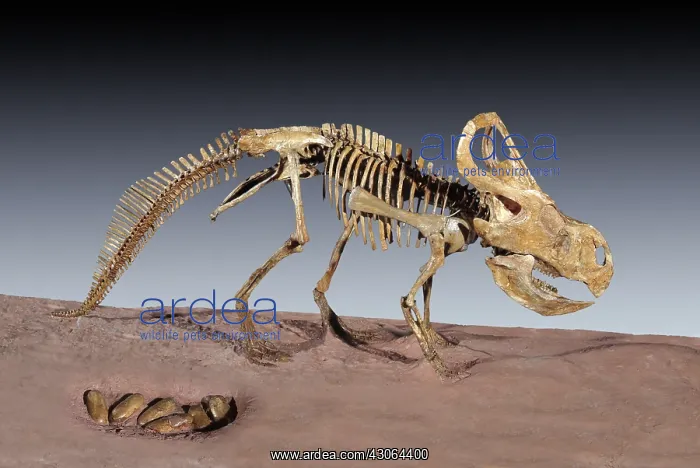 : Dinosaur Skeleton : Dinosaur Skeleton