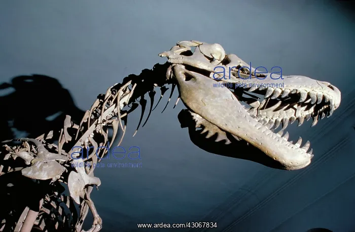 : Dinosaur skeleton : Dinosaur skeleton