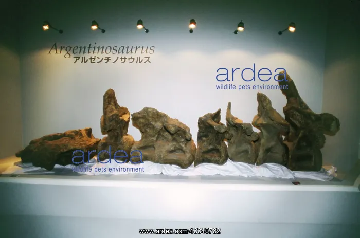 : DINOSAUR Skeleton - Argentinosaurus vertibrae : DINOSAUR Skeleton - Argentinosaurus vertibrae