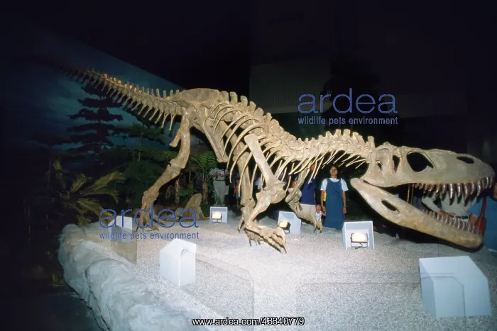 : DINOSAUR Skeleton - Gigantosaurus : DINOSAUR Skeleton - Gigantosaurus