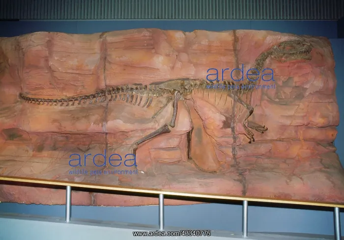: DINOSAUR Skeleton - Monolophosaurus : DINOSAUR Skeleton - Monolophosaurus