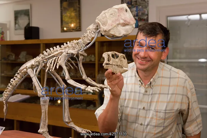 : Dinosaur Skeleton - Paleontologist / Palaeontologist : Dinosaur Skeleton - Paleontologist / Palaeontologist