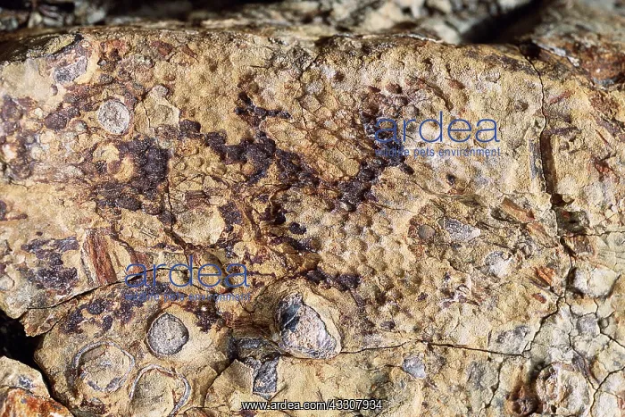 : DINOSAUR - Skin impression of a Hadrosaur : DINOSAUR - Skin impression of a Hadrosaur