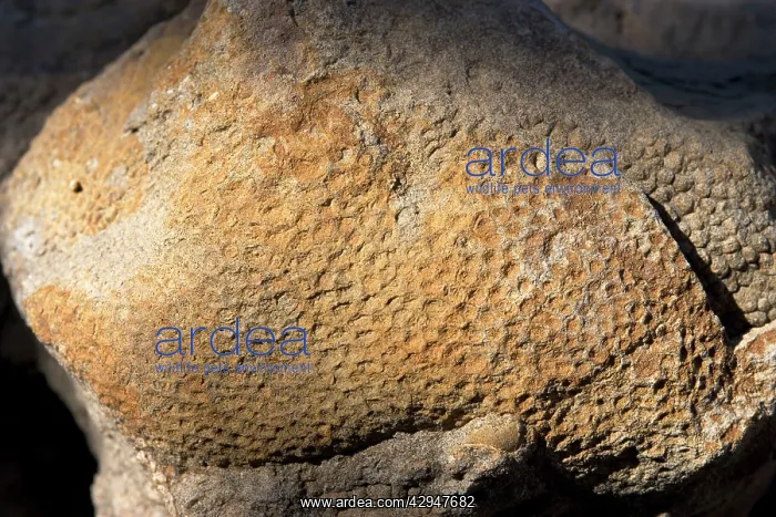 : Dinosaur - skin impression of a Hadrosaur ('Duck-billed : Dinosaur - skin impression of a Hadrosaur ('Duck-billed