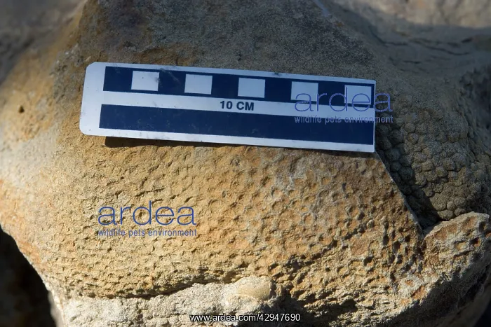 : Dinosaur skin impression - of a Hadrosaur ('Duck-billed : Dinosaur skin impression - of a Hadrosaur ('Duck-billed