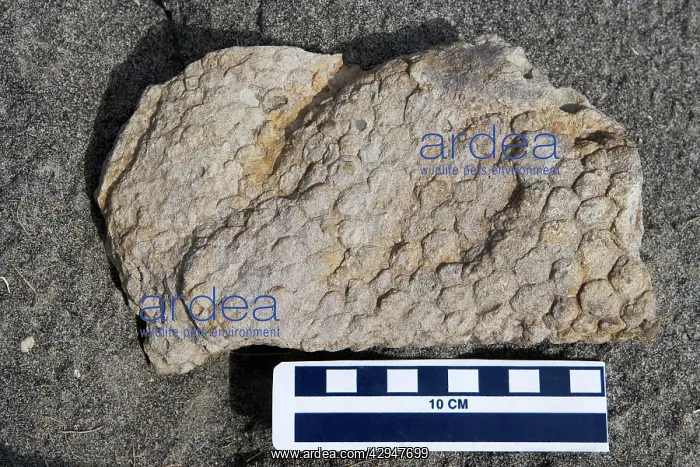 : Dinosaur skin impression - skin of a Hadrosaur : Dinosaur skin impression - skin of a Hadrosaur