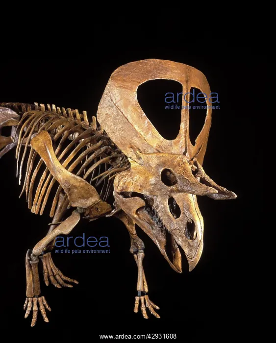 : Dinosaur Skull - Zuniceratops, a Ceratopsian dinosaur : Dinosaur Skull - Zuniceratops, a Ceratopsian dinosaur