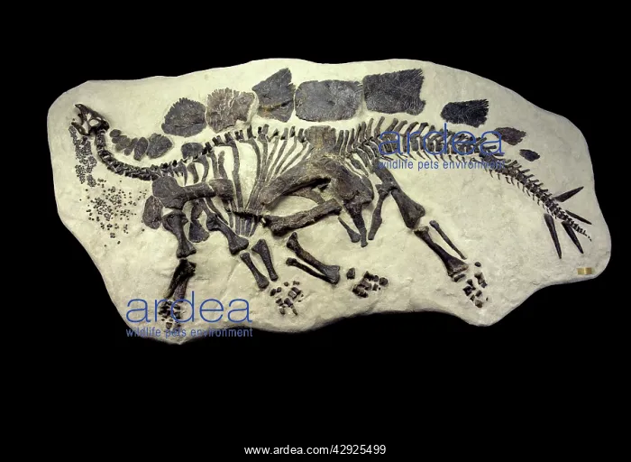 : Dinosaur - Stegosaurus Fossil - Specimen : Dinosaur - Stegosaurus Fossil - Specimen
