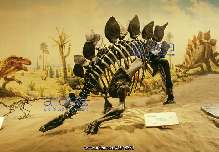: DINOSAUR - Stegosaurus skeleton : DINOSAUR - Stegosaurus skeleton