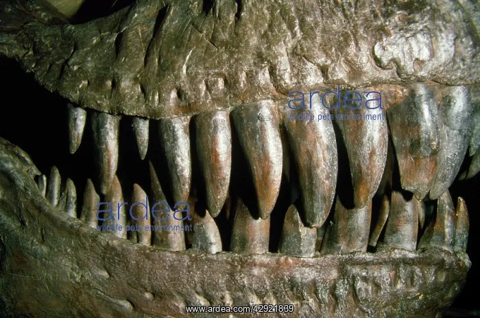 : Dinosaur - Teeth of Tyrannosaurus Rex : Dinosaur - Teeth of Tyrannosaurus Rex
