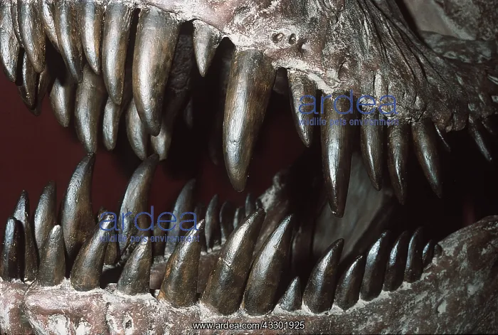 : Dinosaur - Teeth of TYRANNOSAURUS Rex Skeleton : Dinosaur - Teeth of TYRANNOSAURUS Rex Skeleton