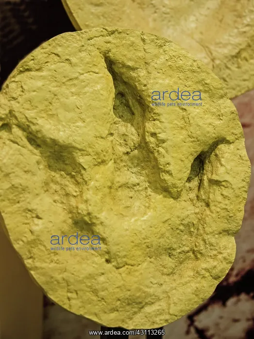 : Dinosaur Theropod Footprint : Dinosaur Theropod Footprint