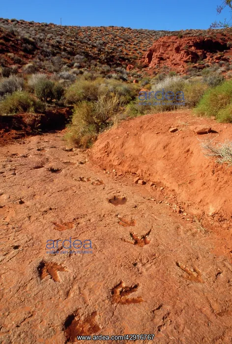 : DINOSAUR - Theropodes footprints : DINOSAUR - Theropodes footprints