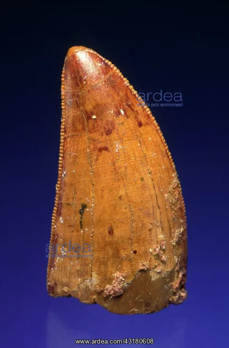 : Dinosaur Tooth : Dinosaur Tooth