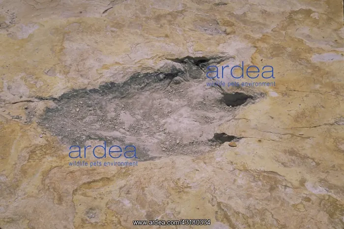 : A dinosaur track : A dinosaur track