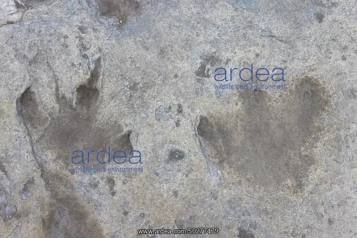 : Dinosaur track : Dinosaur track