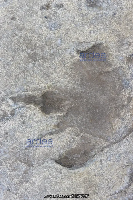 : Dinosaur track : Dinosaur track