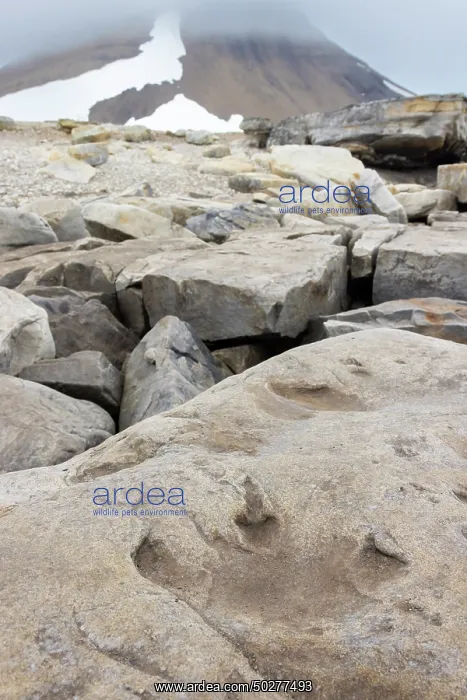 : Dinosaur track : Dinosaur track