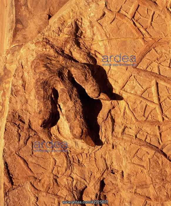 : Dinosaur track (Dinosaur footprint) : Dinosaur track (Dinosaur footprint)