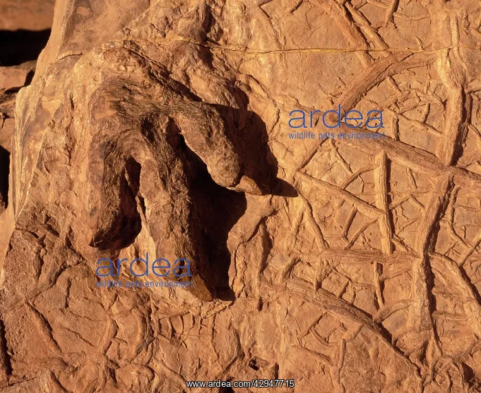 : Dinosaur track (Dinosaur footprint) : Dinosaur track (Dinosaur footprint)