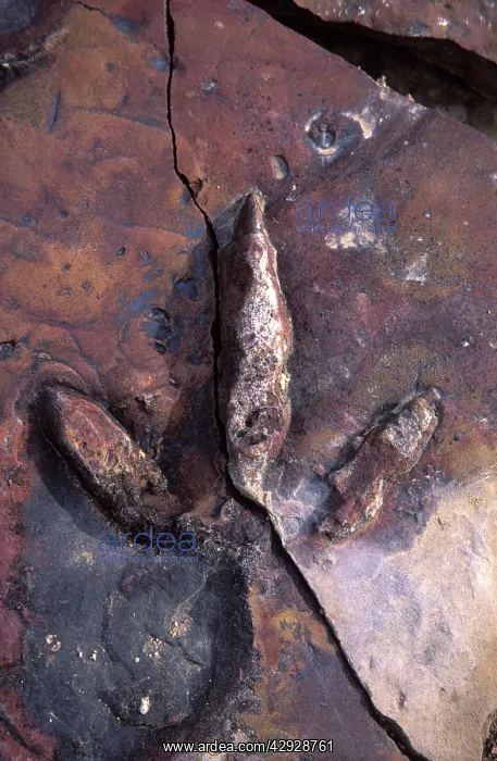 : Dinosaur track - Track of a Theropod dinosaur : Dinosaur track - Track of a Theropod dinosaur