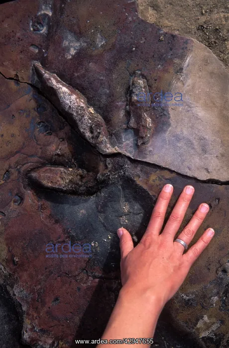 : Dinosaur track - Track of a Theropod dinosaur : Dinosaur track - Track of a Theropod dinosaur